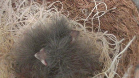 rood zwart kobalt 3 dagen 